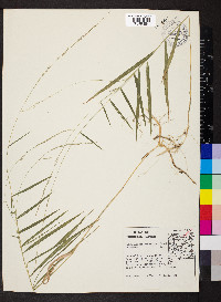 Muhlenbergia sobolifera image