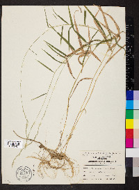 Muhlenbergia sobolifera image