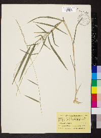 Muhlenbergia sobolifera image