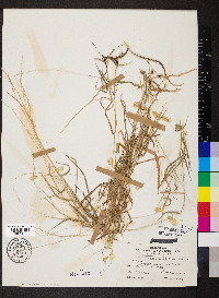 Muhlenbergia sobolifera image