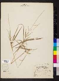 Muhlenbergia sobolifera image