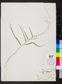 Muhlenbergia sobolifera image