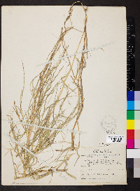 Muhlenbergia sobolifera image