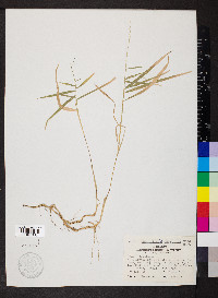 Muhlenbergia sobolifera image