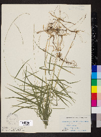 Muhlenbergia sobolifera image