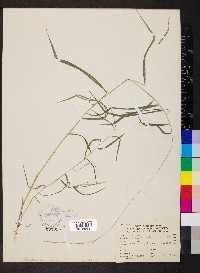 Muhlenbergia sobolifera image