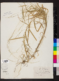 Muhlenbergia sobolifera image