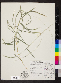 Muhlenbergia sobolifera image