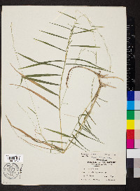 Muhlenbergia sobolifera image