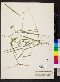 Muhlenbergia sobolifera image