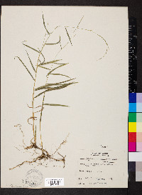 Muhlenbergia sobolifera image