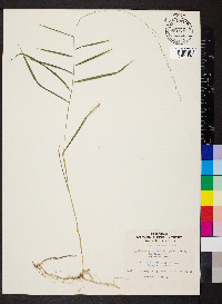 Muhlenbergia sobolifera image