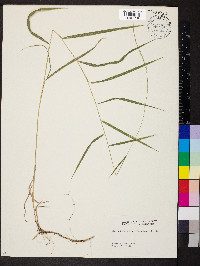 Muhlenbergia sobolifera image