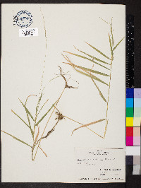 Muhlenbergia sobolifera image