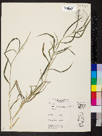 Muhlenbergia sobolifera image