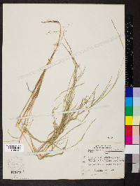 Muhlenbergia sobolifera image