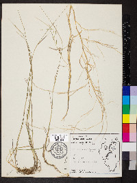 Muhlenbergia sobolifera image