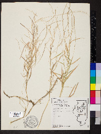 Muhlenbergia sobolifera image