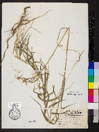 Muhlenbergia sylvatica image