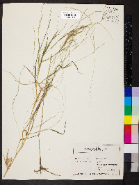 Muhlenbergia sylvatica image