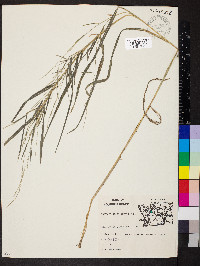 Muhlenbergia sylvatica image