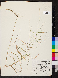 Muhlenbergia sylvatica image