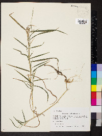 Muhlenbergia sylvatica image