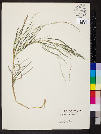 Muhlenbergia sylvatica image