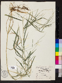 Muhlenbergia sylvatica image