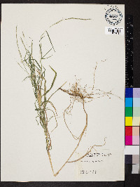 Muhlenbergia sylvatica image