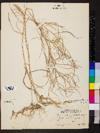 Muhlenbergia sylvatica image