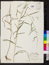 Muhlenbergia sylvatica image