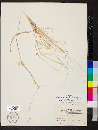 Muhlenbergia sylvatica image