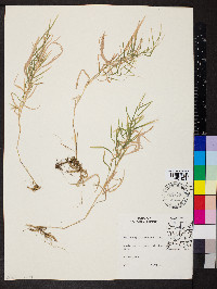 Muhlenbergia sylvatica image