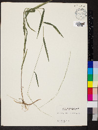 Muhlenbergia tenuiflora image