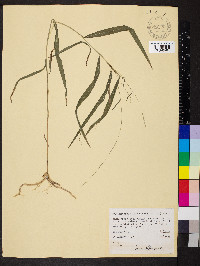 Muhlenbergia tenuiflora image