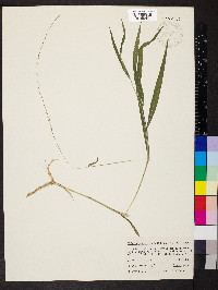 Muhlenbergia tenuiflora image