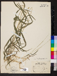 Muhlenbergia tenuiflora image