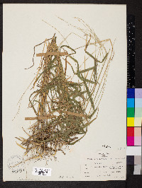 Muhlenbergia tenuiflora image