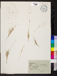 Muhlenbergia arizonica image