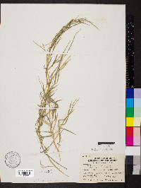 Muhlenbergia brachyphylla image