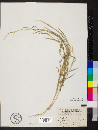 Muhlenbergia brachyphylla image