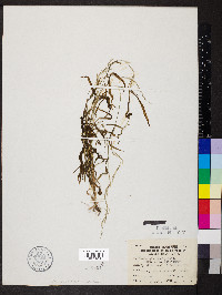 Muhlenbergia brachyphylla image