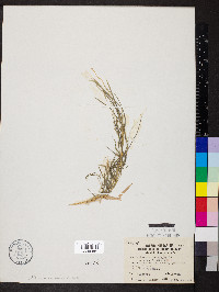 Muhlenbergia brachyphylla image