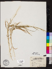 Muhlenbergia brachyphylla image