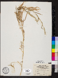 Muhlenbergia brachyphylla image