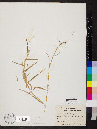 Muhlenbergia brachyphylla image