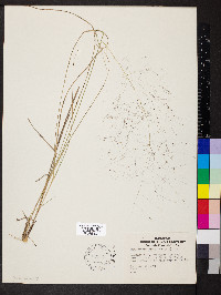 Muhlenbergia capillaris image