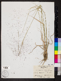 Muhlenbergia capillaris image