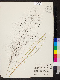 Muhlenbergia capillaris image